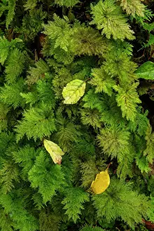 Westland Prints: Autumn Leaves on Moss, Westland Temperate Rain Forest