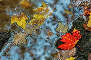 Puddle Prints: Autumn leaves in puddle, Muskoka, Ontario, Canada