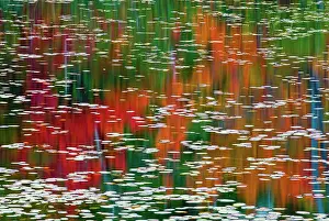 Provinces Prints: Autumn leaves reflected in a pond at Red Rock Point Killarney Provincial Park
