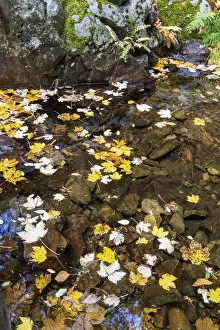 Autumn leaves in a small pool of the Leandres river, Poco do Inferno