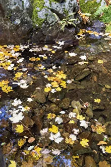 Images Dated 21st November 2018: Autumn leaves in a small pool of the Leandres river, Poco do Inferno