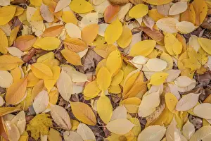 Bad Homburg Prints: Autumn leaves in the spa gardens of Bad Homburg vor der Hohe, Taunus, Hesse, Germany