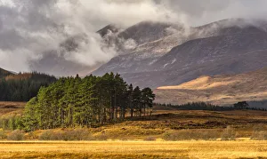 Bute Prints: Autumn LIght on Pine Trees, Argyll & Bute, Scotland