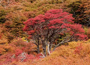 Chalten Prints: Autumn in Los Glaciares National Park, Santa Cruz Province, Patagonia, Argentina