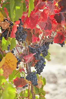 Produce Prints: Autumn Malbec vineyards grapes and leaves at the Alfa Crux winery (former O)