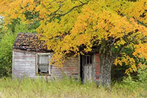 Cabins Prints: Autumn maple and dilapidated cabin, near Seney, Michigan, USA