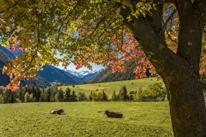 Austria Gallery: Autumn maple in the Kalser valley, Kals am Grossglockner, East Tyrol, Austria