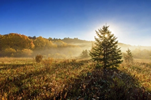 Aspens Prints: Autumn meadow with the rising sun casting shadows, Greater Sudbury, Ontario, Canada