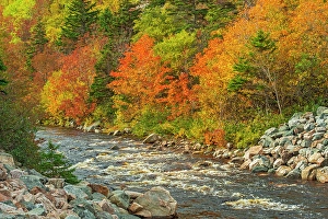Stream Prints: Autumn in the mixedwood forest