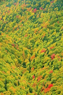 Nova Scotia Prints: Autumn in the mixedwood forest