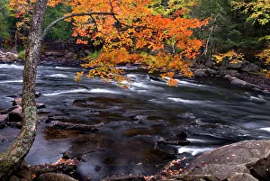 Dwight Prints: Autumn on the Oxtongue River, Dwight, Ontario, Canada