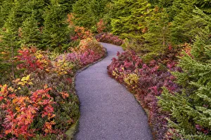 Pacific Northwest Prints: Autumn Path, Mt. Baker-Snoqualmie National Forest, Washington State, USA