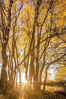 Images Dated 3rd November 2022: Autumn poplar grove in the Rheingau-Taunus Nature Park near Engenhahn, Niedernhausen, Hesse, Germany