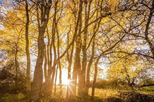 Poplar Prints: Autumn poplar grove in the Rheingau-Taunus Nature Park near Engenhahn