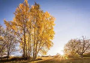 Poplar Prints: Autumn poplar grove in the Rheingau-Taunus Nature Park near Engenhahn