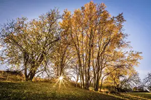 Poplar Prints: Autumn poplar grove in the Rheingau-Taunus Nature Park near Engenhahn
