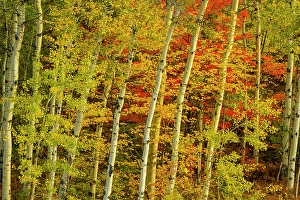 Maples Prints: Autumn red maple among aspen tree trunks, Greater Sudbury, Ontario, Canada