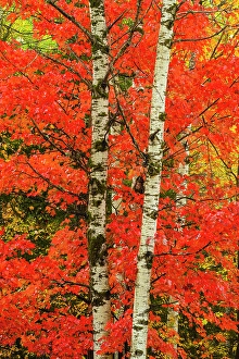 Woodlands Prints: Autumn red maple foliage, Greater Sudbury, Ontario, Canada