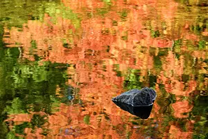 Autumn Leaf Prints: Autumn reflection in Saco River