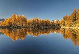Larix Prints: Autumn reflections on Azzurro lake, Motta, Campodolcino, Sondrio province, Lombardy
