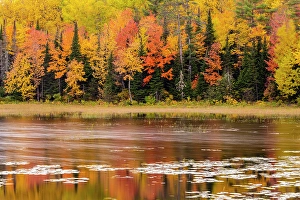 Ponds Prints: Autumn reflections in a beaver pond, Meilleurs Bay, Pt. Alexander, Ontario, Canada