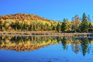 Aspens Prints: Autumn reflections in a beaver pond, Greater Sudbury, Ontario, Canada