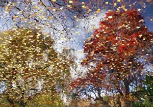 Leaf Prints: Autumn reflections in the pond