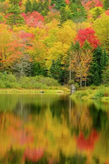 Placid Prints: Autumn reflections in Willey Pond, Crawford Notch State Park, New Hampshire, USA