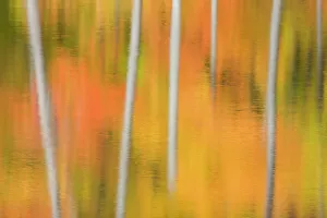 Autumn Color Prints: Autumn reflections in woodland pond, Muskoka, Ontario, Canada