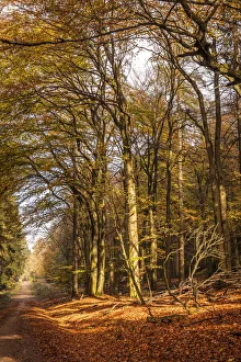 Footpath Prints: Autumn in the Rheingau-Taunus Nature Park, Niedernhausen, Hesse, Germany