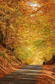 Tracks Prints: Autumn road in the forest. Piano delle Alpi