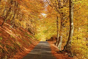 Tracks Prints: Autumn road in the forest. Piano delle Alpi