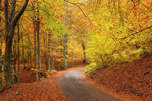 Tracks Prints: Autumn road in the forest. Ponna Superiore
