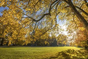 Bad Homburg Prints: Autumn in the spa gardens of Bad Homburg vor der Hoehe, Taunus, Hesse, Germany