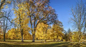 Bad Homburg Prints: Autumn in the spa gardens of Bad Homburg vor der Hohe, Taunus, Hesse, Germany