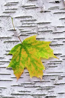 Fall Colors Prints: Autumn Sugar Maple Leaf caught in the bark of a white paper birch tree