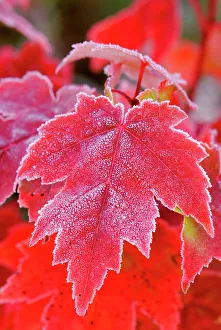 Autumn sugar maple leaves and frost, Muskoka, Ontario, Canada