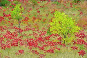 Shrubs Prints: Autumn sumac and ash trees, Cass Lake, Minnesota, USA