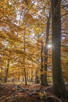 Beeches Prints: Autumn sun in the Bucherwald im Taunus, Niedernhausen, Hesse, Germany