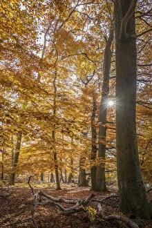 Bright Gallery: Autumn sun in the Bucherwald im Taunus, Niedernhausen, Hesse, Germany