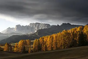 Larix Prints: Autumn sunrise at the Alpe di Siusi (Seiser Alm) in the Dolomites, Italy