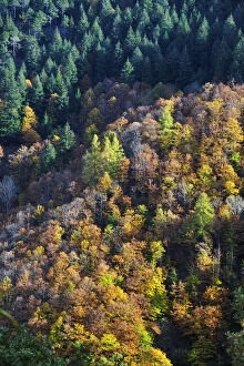 Images Dated 25th February 2014: Autumn time in the Serra da Estrela Nature Park, Portugal