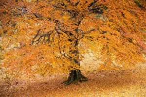 Autumn tree in Baremone, Province of Brescia, Lombardy, Italy