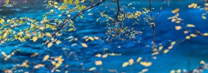 Images Dated 18th October 2013: Autumn tree & lake, Jiuzhaigou National Park, Sichuan Province, China