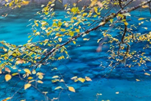 Images Dated 18th October 2013: Autumn tree & lake, Jiuzhaigou National Park, Sichuan Province, China