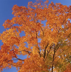 Images Dated 30th November 2016: Autumn Tree, Vermont, USA