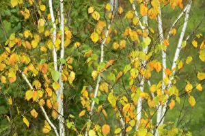 Autumn trees abstracted (double exposure and ICM - intentional camera movement). Onaping, Ontario, Canada