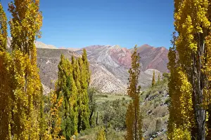Hornocal Prints: Autumn trees with the Hornocal (14 colours mountain) in the background, Cianzo Valley