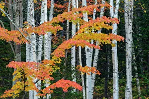 Forests Prints: Autumn trees, , New Hampshire, USA