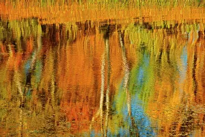 Prairie Province Prints: Autumn trees reflected in Lake Winnipeg Seymourville, Manitoba, Canada